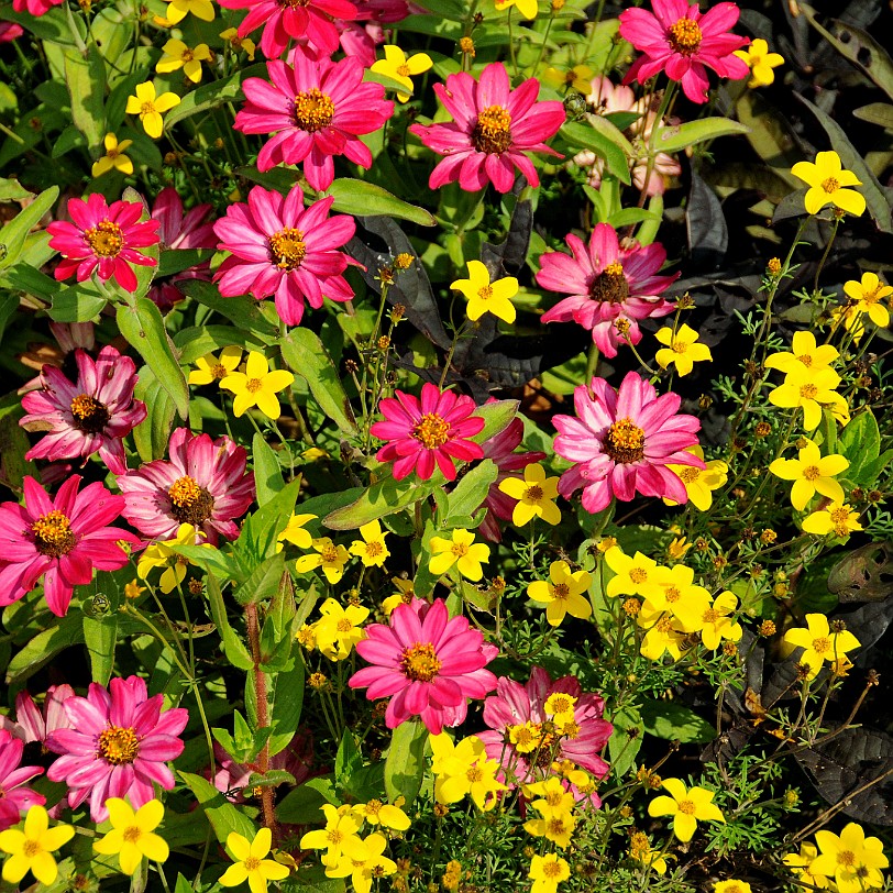 DSC_8100 München, Botanischer Garten, Bayern