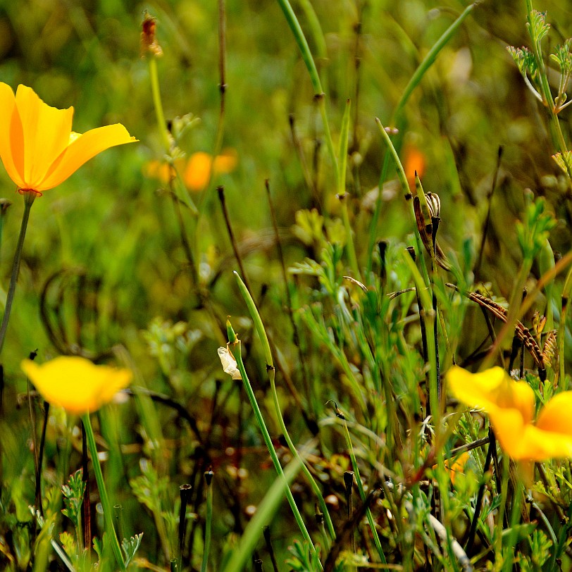 DSC_8117 München, Botanischer Garten, Bayern