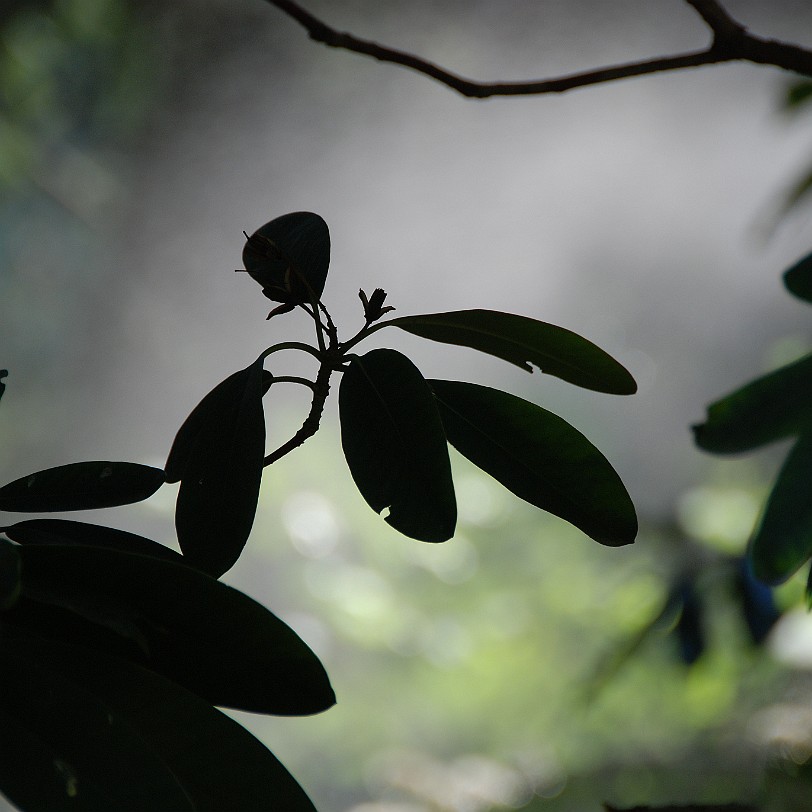 DSC_1267 Erste Anregungen zur Verlegung des Botanischen Gartens tauchten 1888 auf, gegeben durch das Bedürfnis die Pflanzungen auszudehnen und ein Arboretum anzulegen....