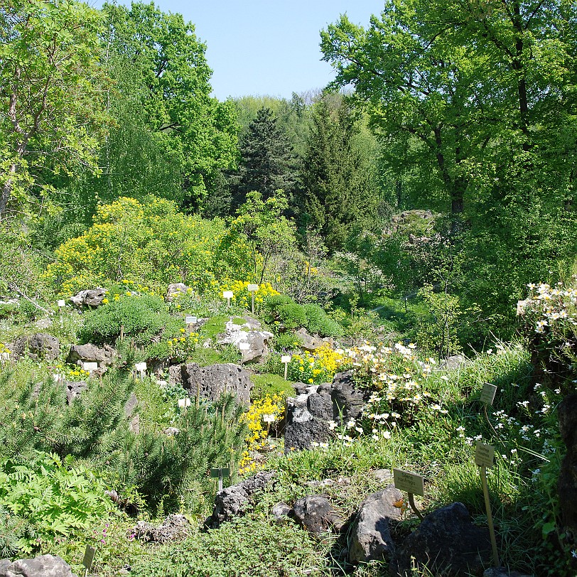 DSC_1322 Den südlichen und westlichen Teil des Gartens nimmt das Arboretum, eine reichhaltige und systematische Sammlung einheimischer Pflanzen, ein. Das Arboretum...
