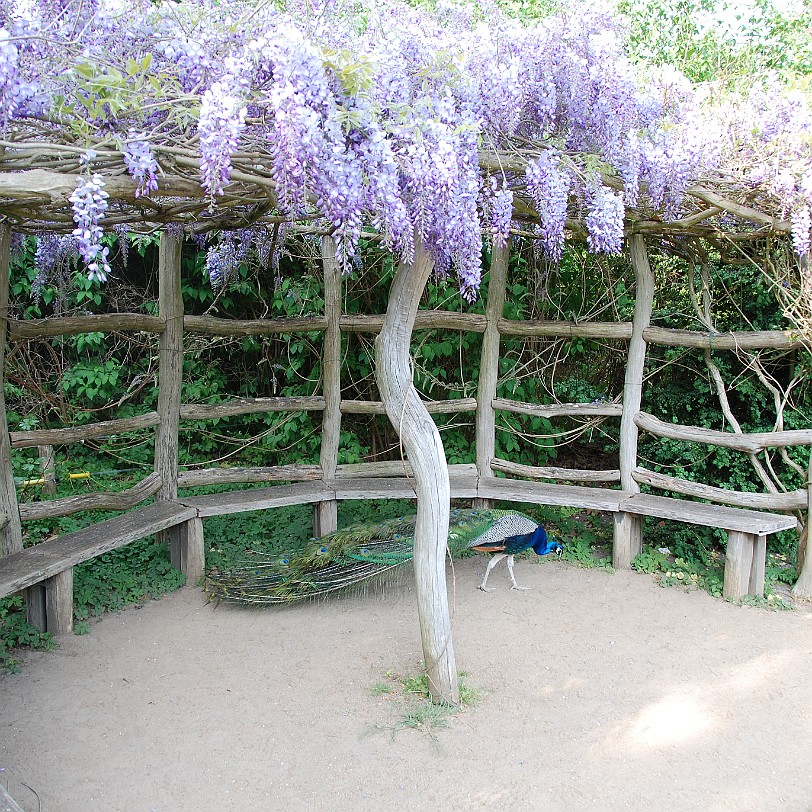 DSC_1505 Berlin In der Nachkriegszeit gehörte die Pfaueninsel zum westlichen Teil Berlins im Bezirk Zehlendorf, dem heutigen Bezirk Steglitz-Zehlendorf. Die Insel hat...