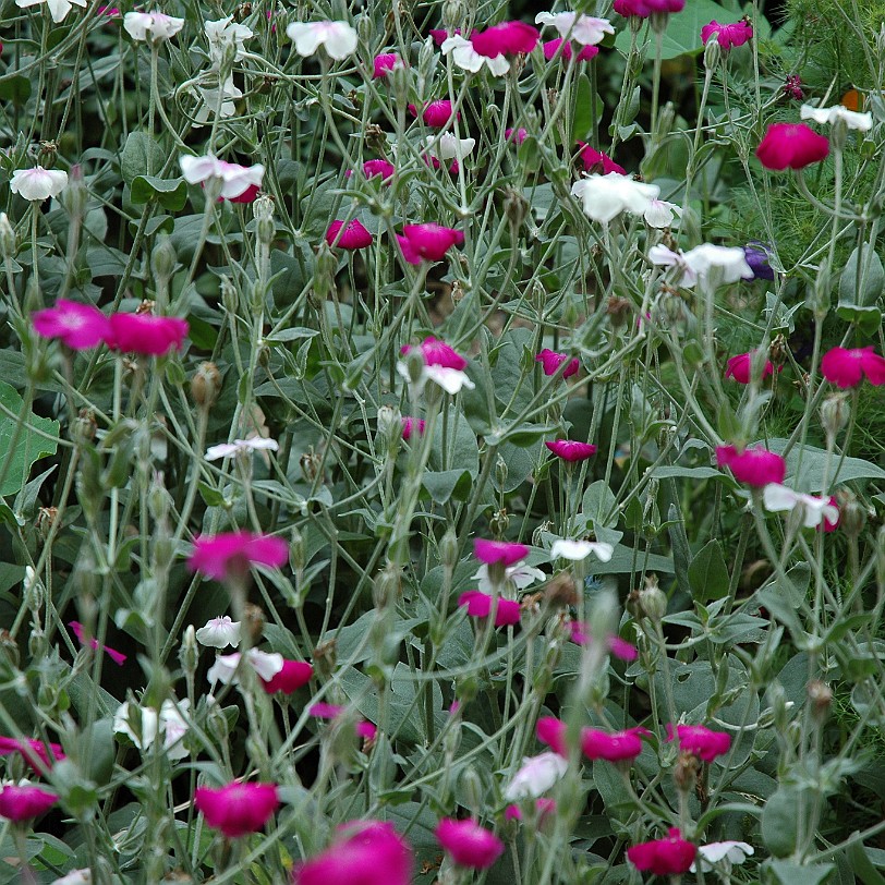 DSC_5380 Erlangen, Bayern, Botanischer Garten