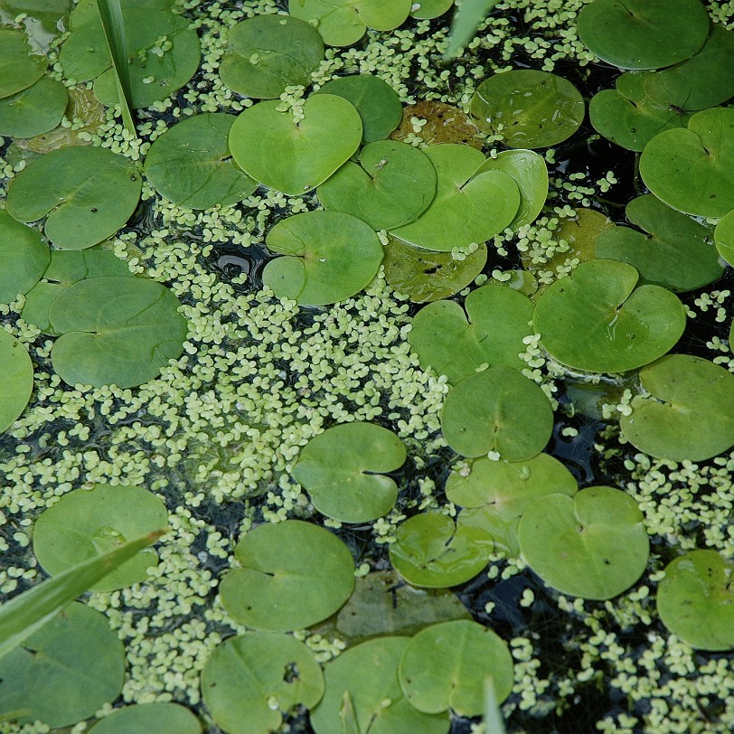 DSC_5384 Erlangen, Bayern, Botanischer Garten