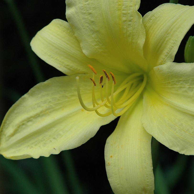 DSC_5399 Erlangen, Bayern, Botanischer Garten