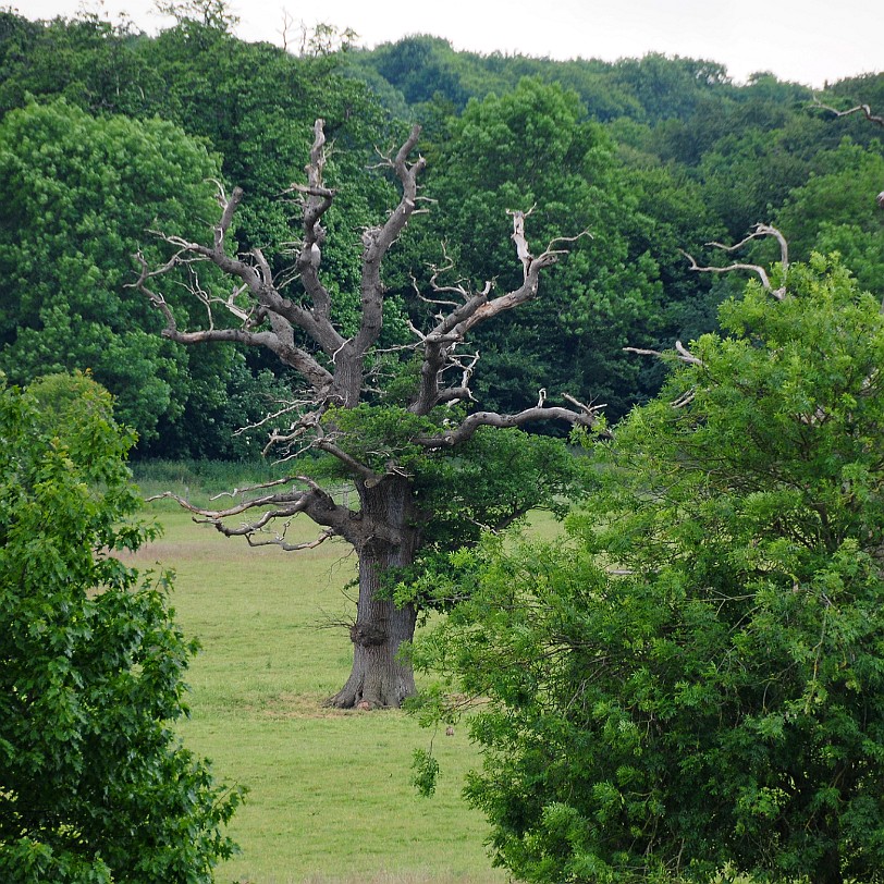 DSC_7960 Goodnestone Gardens, Kent