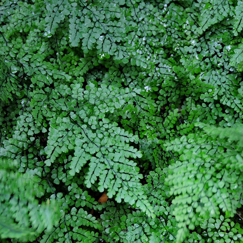 DSC_7965 Goodnestone Gardens, Kent