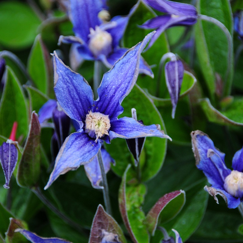 DSC_7982 Goodnestone Gardens, Kent