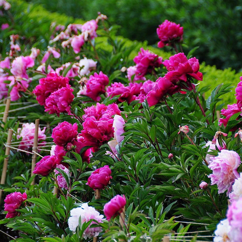 DSC_7989 Goodnestone Gardens, Kent