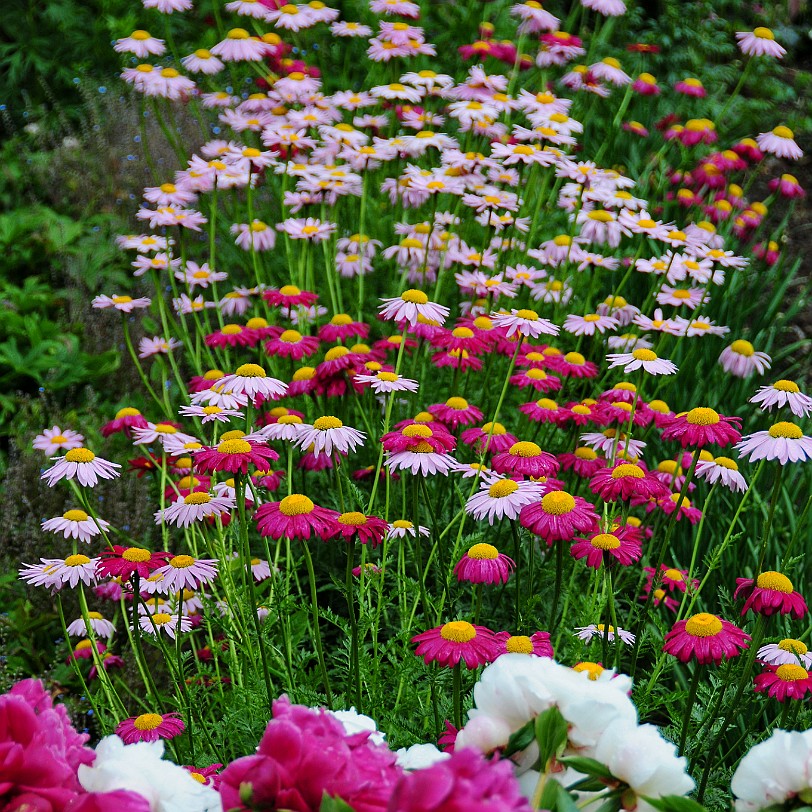 DSC_7990 Goodnestone Gardens, Kent