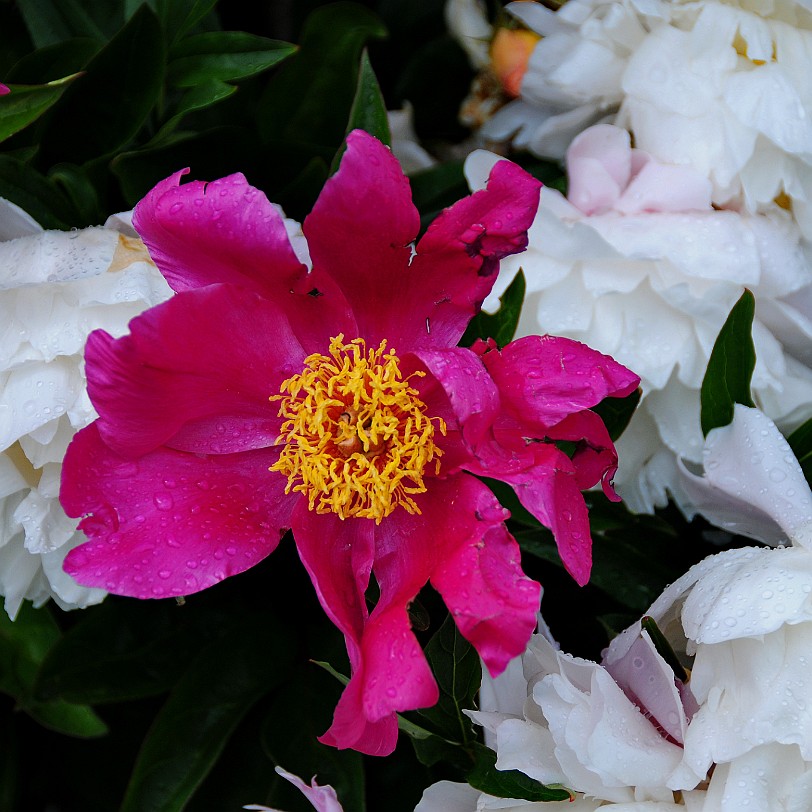 DSC_7997 Goodnestone Gardens, Kent