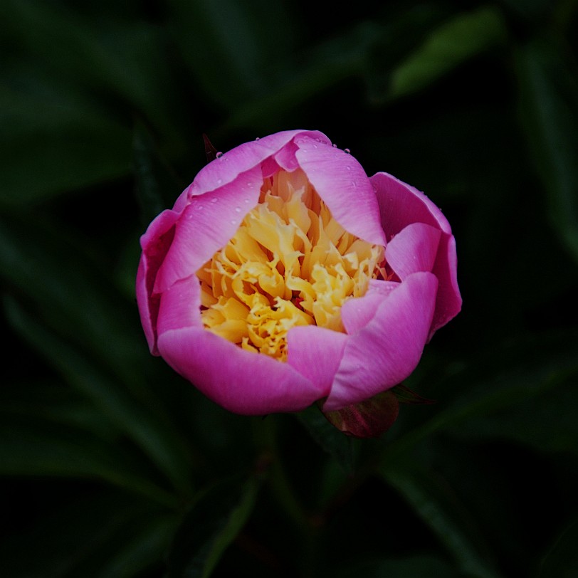 DSC_8000 Goodnestone Gardens, Kent