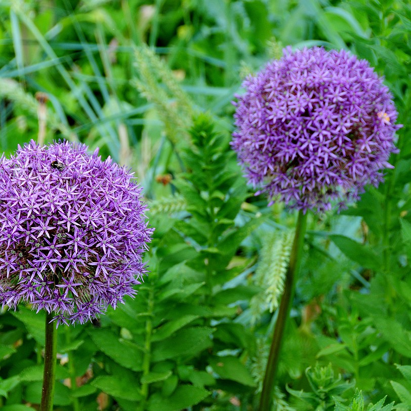 DSC_7886 The Secret Gardens of Sandwich, which is encircled by the old stone city walls, is an oasis of serenity waiting to be explored. At the heart of this stunning...