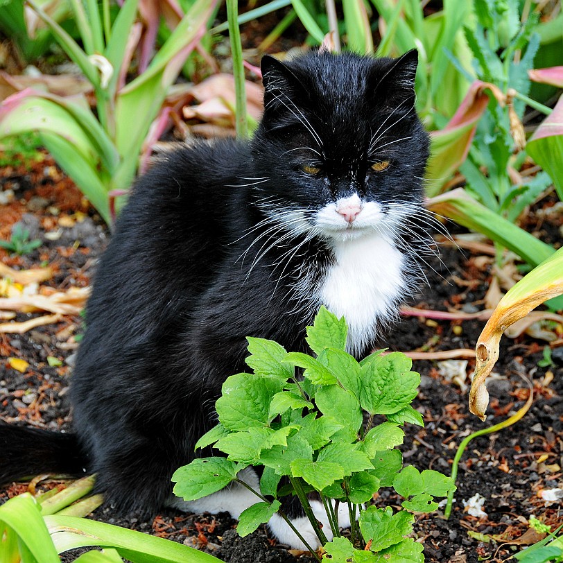 DSC_7887 Secret Gardens of Sandwich, Kent