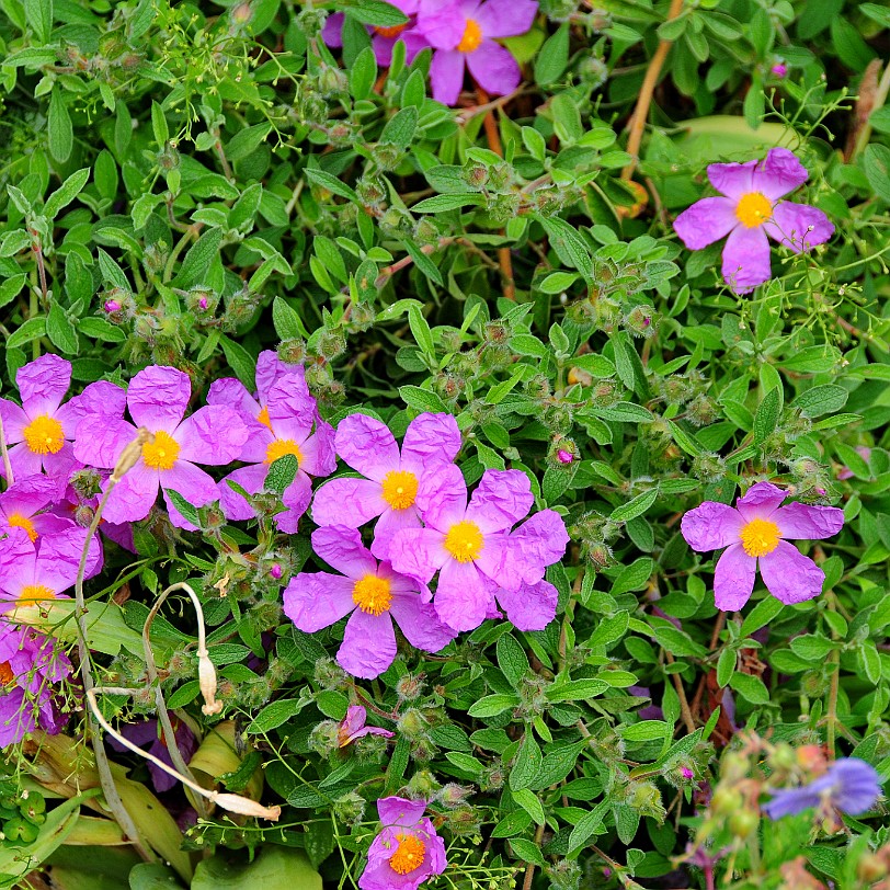 DSC_7890 Secret Gardens of Sandwich, Kent