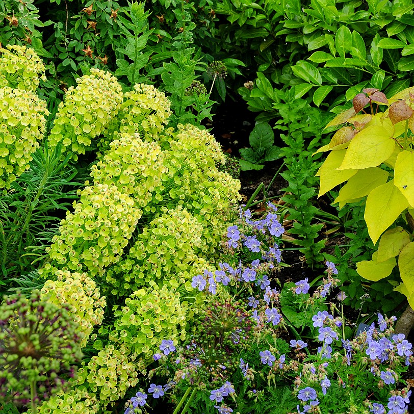 DSC_7895 Secret Gardens of Sandwich, Kent
