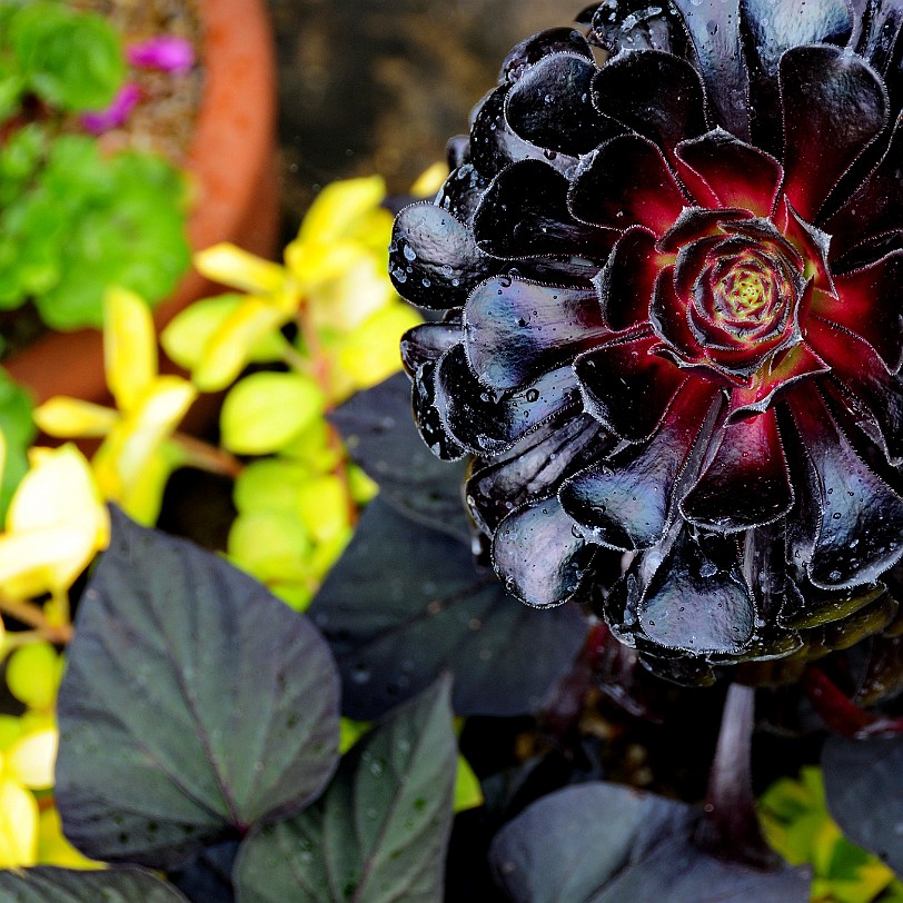 DSC_7897 Secret Gardens of Sandwich, Kent