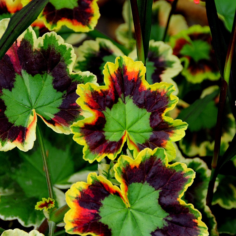DSC_7900 Secret Gardens of Sandwich, Kent