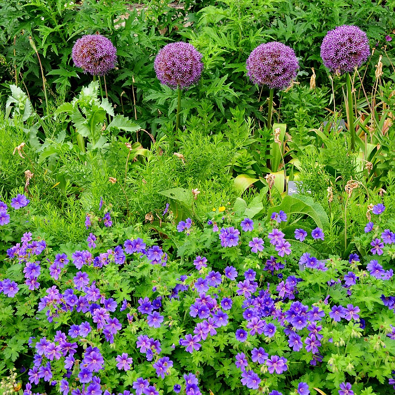 DSC_7903 Secret Gardens of Sandwich, Kent
