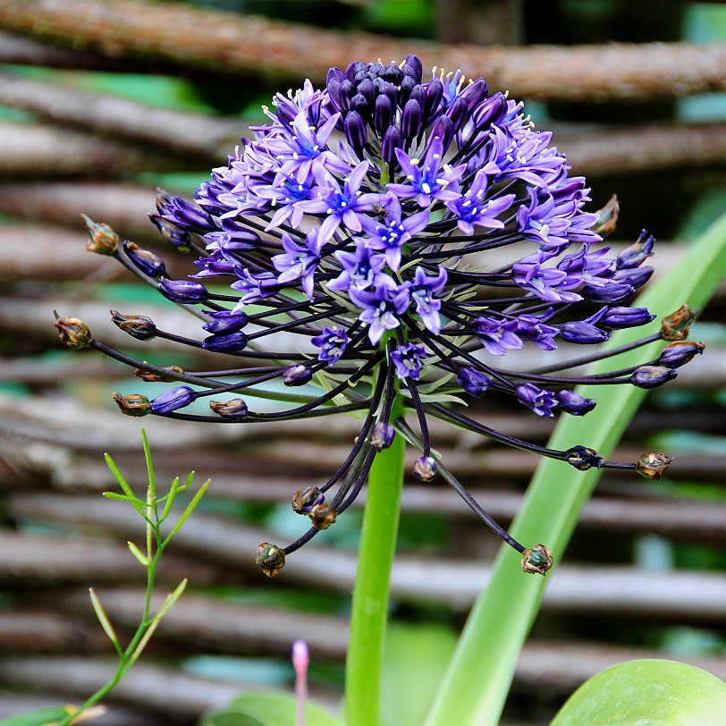 DSC_7904 Secret Gardens of Sandwich, Kent