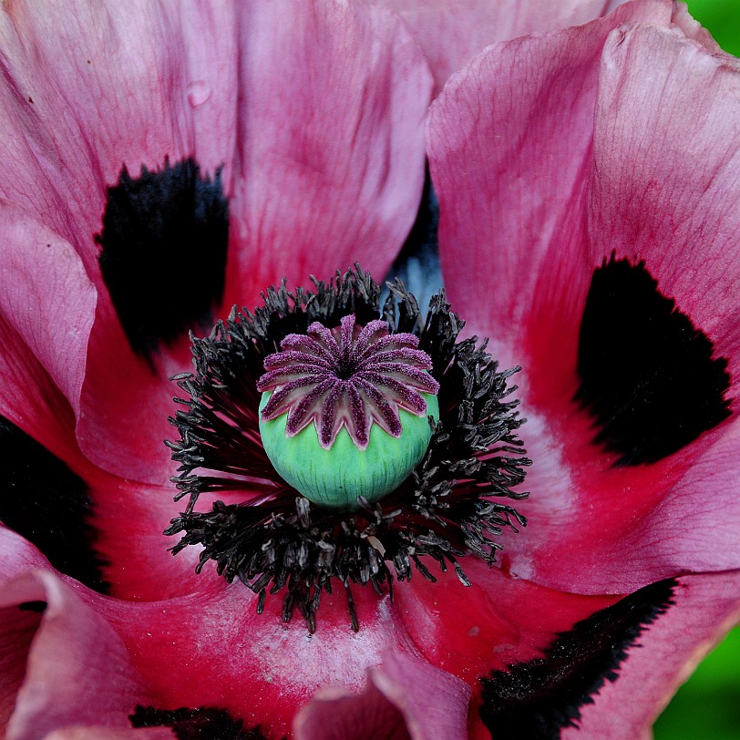DSC_7916 Secret Gardens of Sandwich, Kent