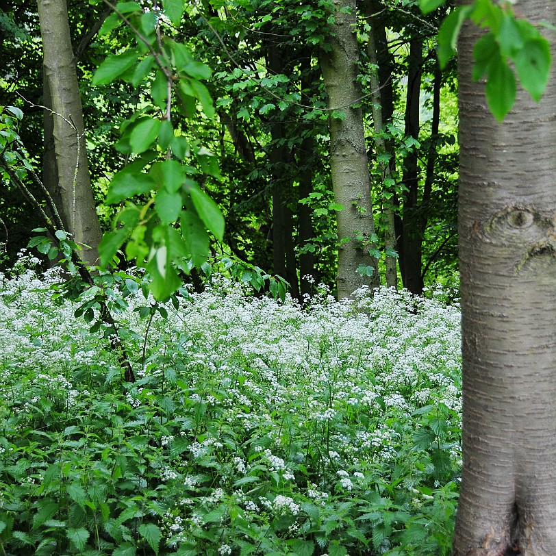 DSC_8380 Fountains Abbey, North Yorkshire, UNESCO Weltkulturerbe