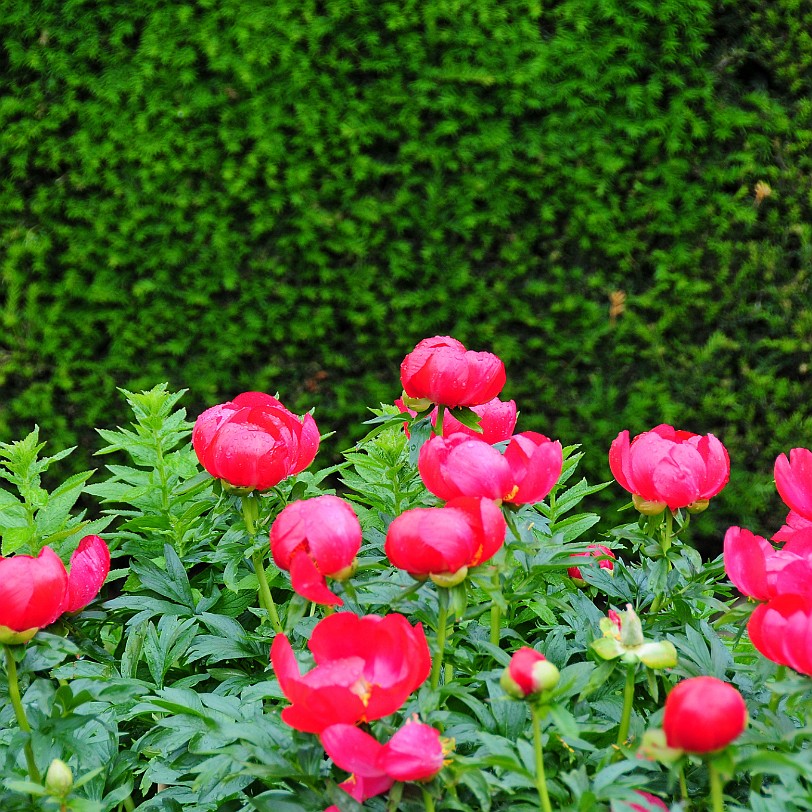 DSC_8478 The 25 acres of glorious award-winning gardens are full of rare and beautiful plants including the National Collection of CORNUS. Newbys famous double...