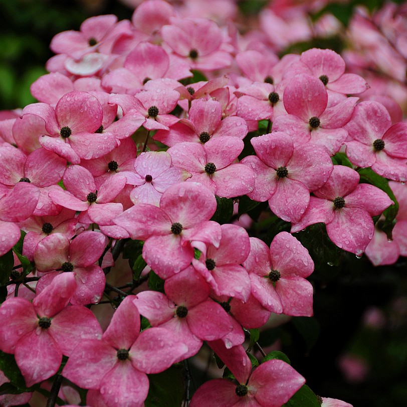 DSC_8488 Newby Halls National Collection of Cornus was started by Mr Robin Compton VMH in 1990. He was an astute Plantsman with a particular passion for trees and...