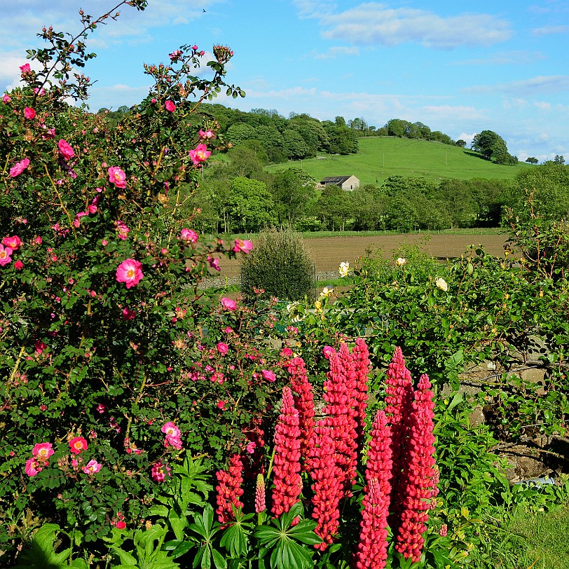 DSC_8589 Low Hill, Dacre, Bed and Breakfast