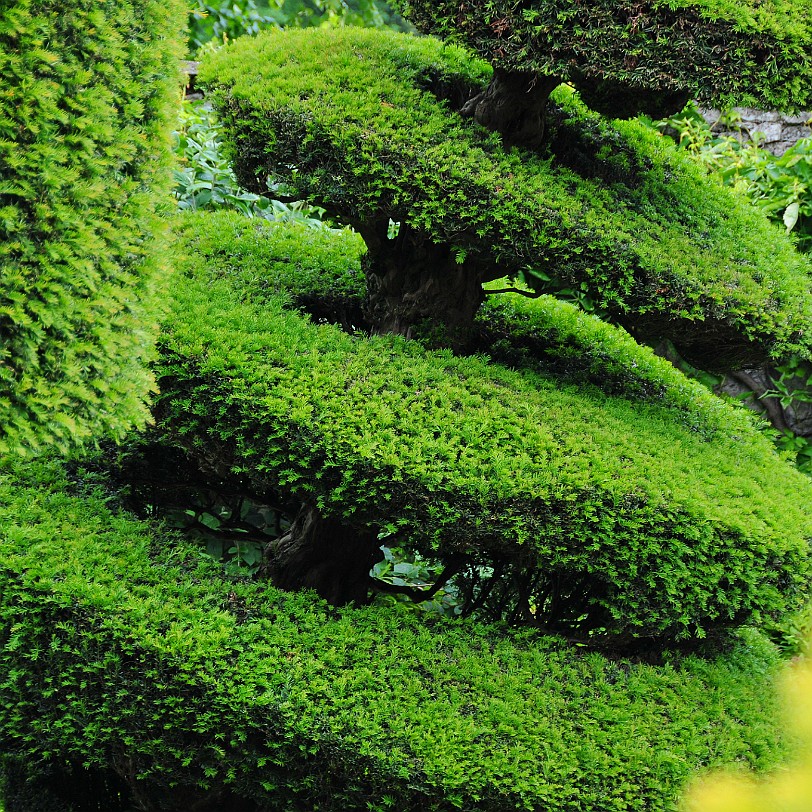 DSC_8819 A grade I listed garden dating from 1694  through a combination of circumstance and love the gardens at Levens Hall have survived in their original design. The...