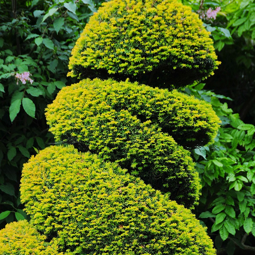 DSC_8822 Kendal, Levens Hall, Cumbria