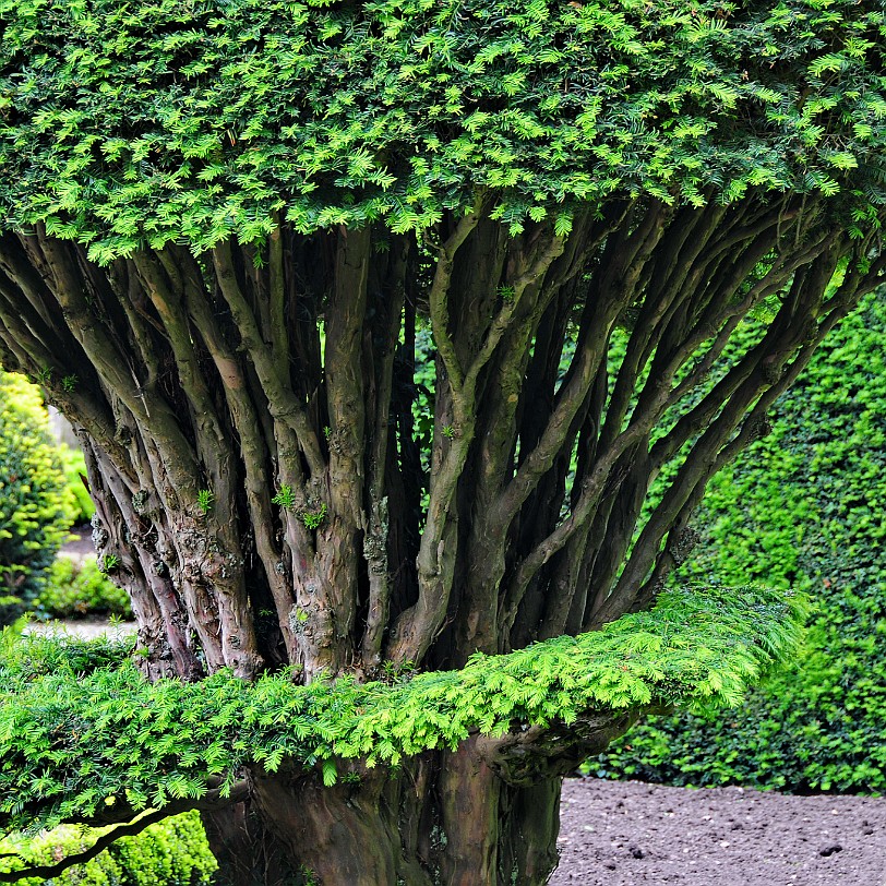 DSC_8837 Kendal, Levens Hall, Cumbria