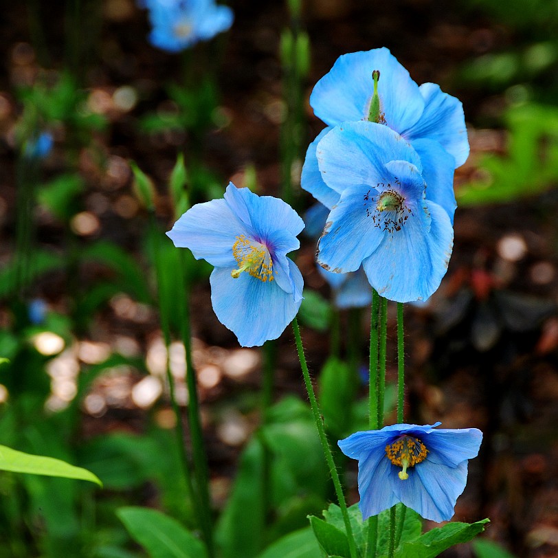 DSC_8914 Grange-over-Sands, Holker Hall, Cumbria Blauer Mohn, Scheinmohn (Meconopsis betonicifolia)
