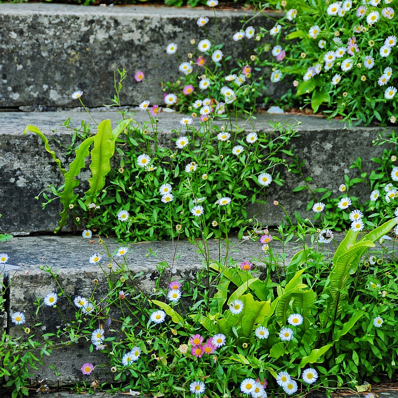 DSC_9345 Llanasa, Holywell, Golden Grove, Flintshire