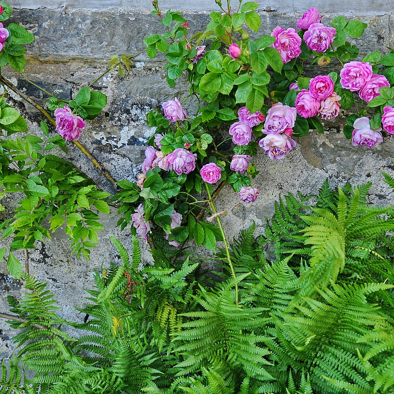 DSC_9373 Llanasa, Holywell, Golden Grove, Flintshire