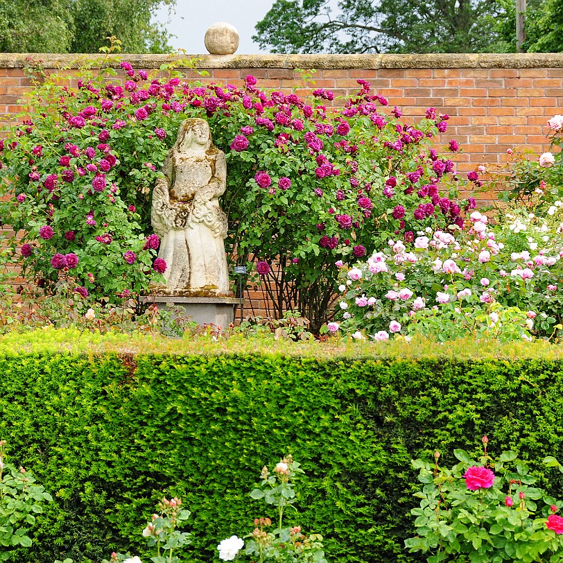 DSC_9475 Albrighton, David Austin Roses, Shropshire