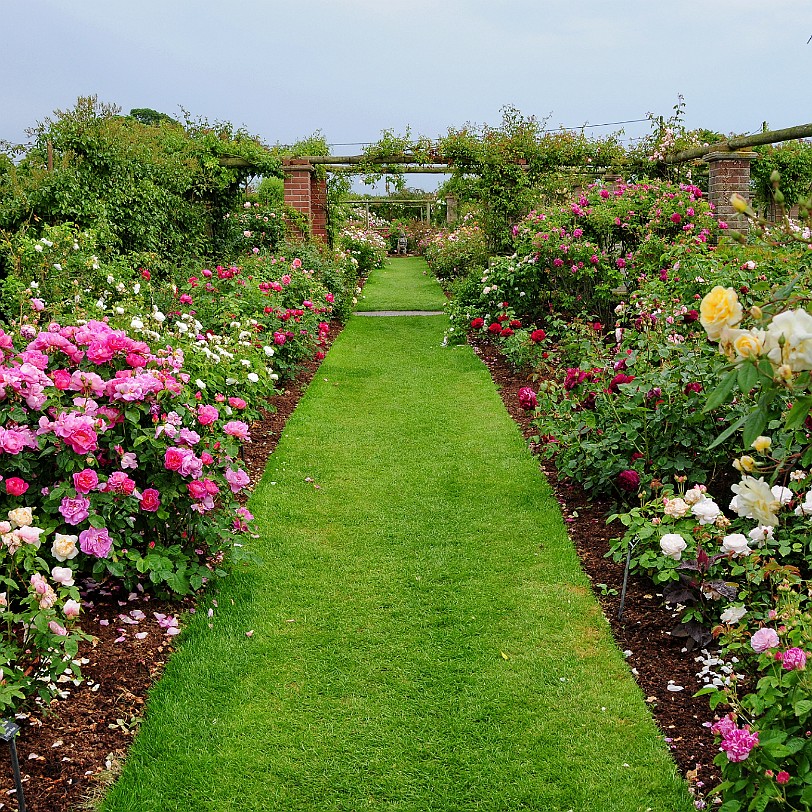 DSC_9483 Albrighton, David Austin Roses, Shropshire