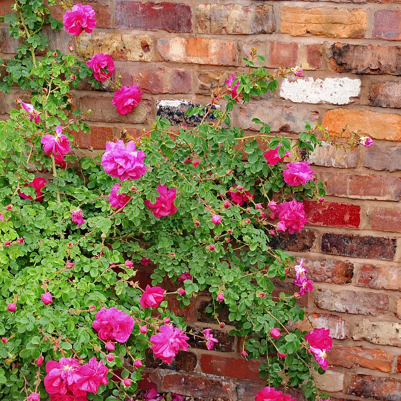 DSC_9513 Albrighton, David Austin Roses, Shropshire