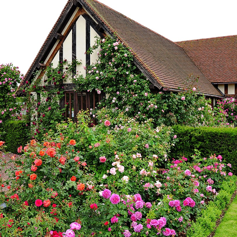 DSC_9522 Albrighton, David Austin Roses, Shropshire
