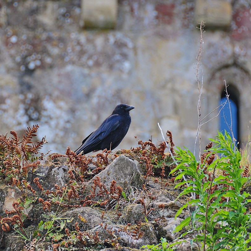 DSC_9903 Robertsbridge, Bodiam Castle, East Sussex