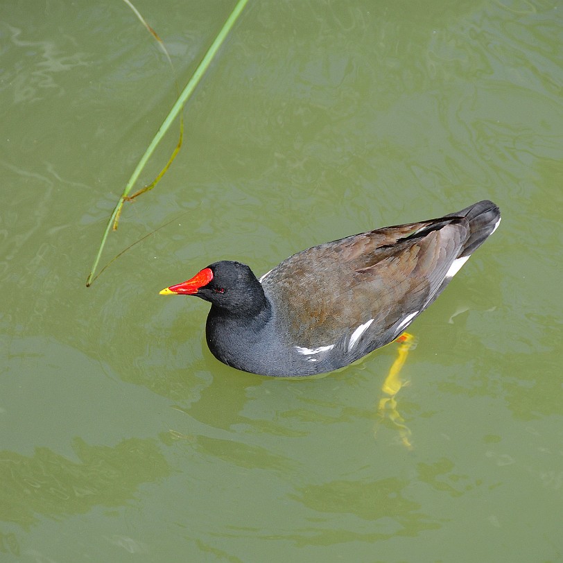 DSC_9933 Robertsbridge, Bodiam Castle, East Sussex