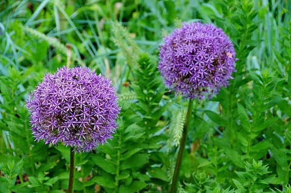 Kent, Secret Gardens of Sandwich