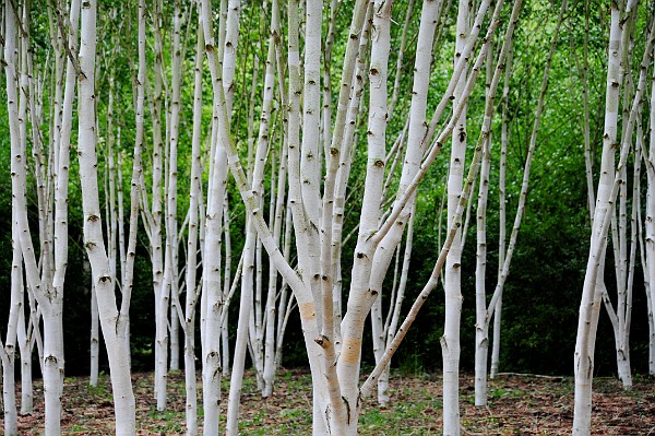 Cambridgeshire, Anglesey Abbey