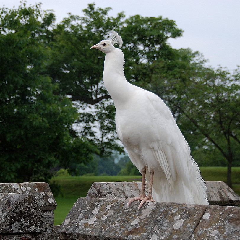 DSC_2254 Großbritannien, Schottland, Perth, Scone Palace