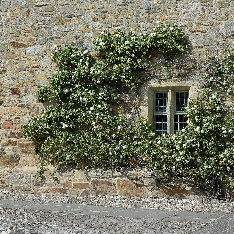 [D-0926] Kestle Mill Newquay, Cornwall, Großbritannien, Trerice House & Garden