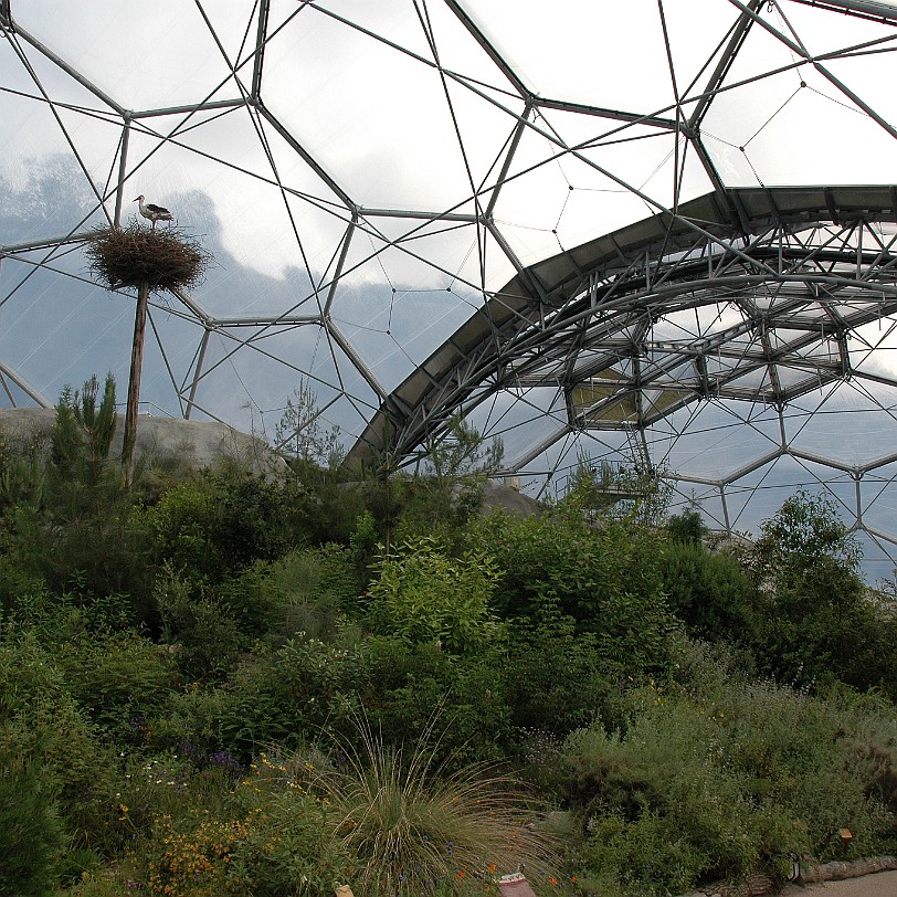 [D-0831] Bodelva, Cornwall, Großbritannien, Eden Project