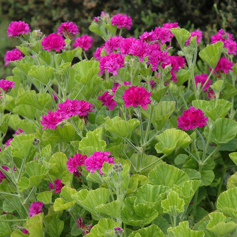 [D-0834] Bodelva, Cornwall, Großbritannien, Eden Project