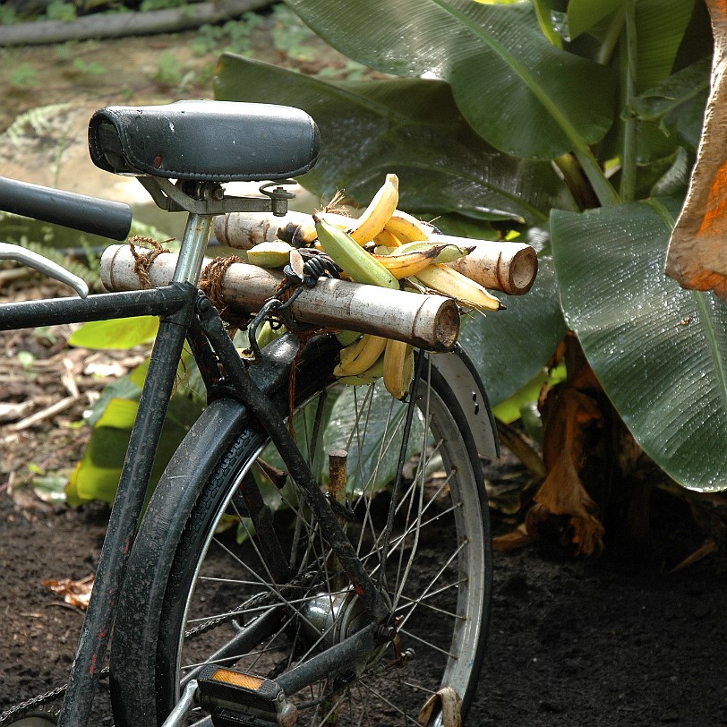 [D-0850] Bodelva, Cornwall, Großbritannien, Eden Project