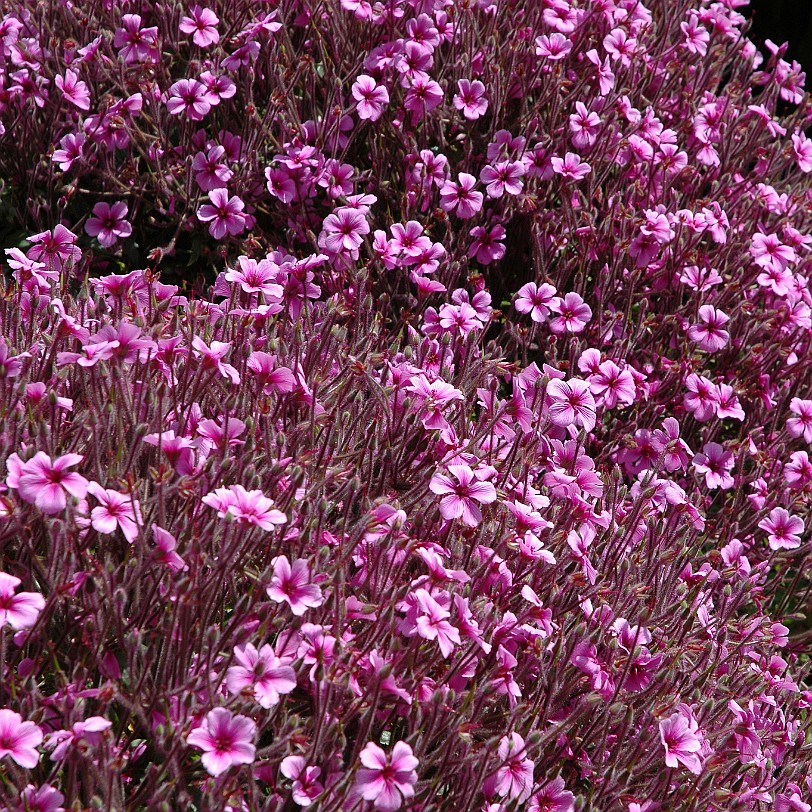 [D-0883] Pentewan, Cornwall, Großbritannien, The lost Gardens of Heligan