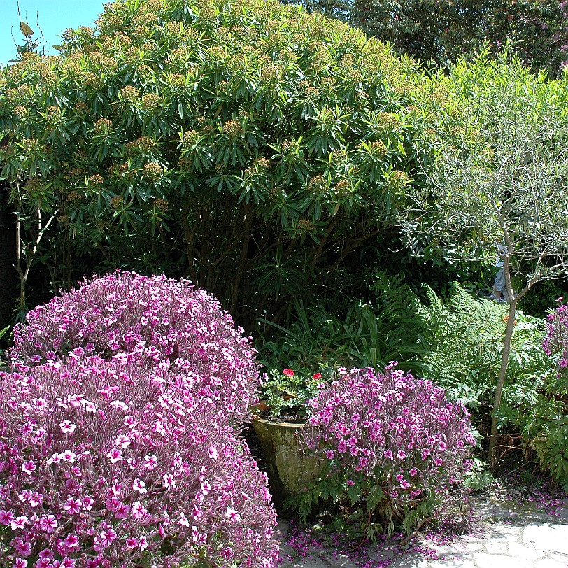 [D-0884] Pentewan, Cornwall, Großbritannien, The lost Gardens of Heligan