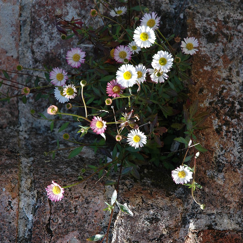 [D-0894] Pentewan, Cornwall, Großbritannien, The lost Gardens of Heligan